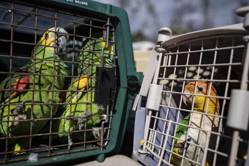 Volunteers helped rescue hundreds of birds from the Malama Manu Sanctuary after Hurricane Ian cut off Pine Island from the mainland.  AP