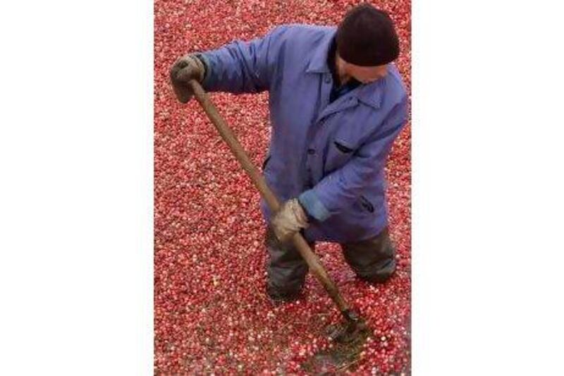 A recent study has found that cranberries are the most significant inhibitor of starch-digesting enzymes. Vasily Fedosenko / Reuters