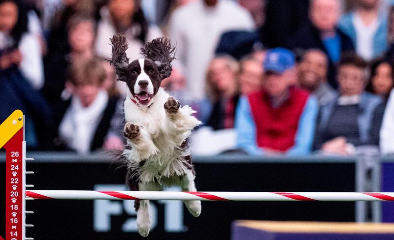 Dogs jumping: A dog competes in the Masters Agility Championship on February 8, 2020 in New York City. AFP
