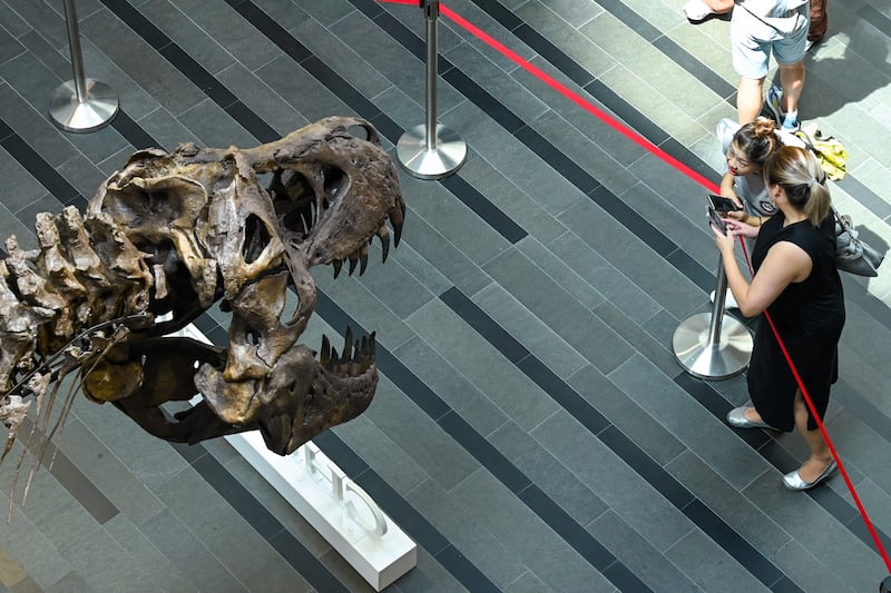 The once-fearsome T-rex appears to stare down at visitors in its path.