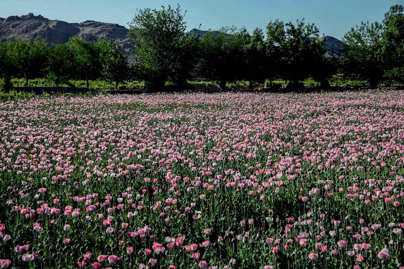 A poppy field in Afghanistan's Kandahar province. The Taliban's supreme leader issued a decree on April 3 against the cultivation of poppies and other plants that can be used to make narcotics. AFP