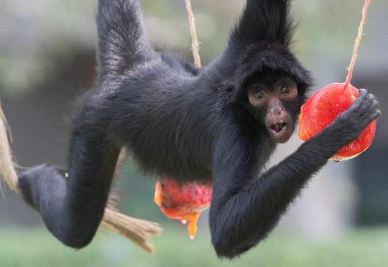 A spider monkey feeds on fruit packs in ice blocks at the Legends Park Zoo in Huachipa, eastern Lima. AFP