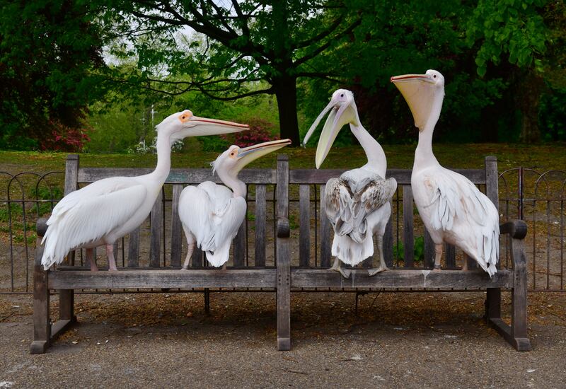 Pelicans in St James’s Park, central London. The birds were introduced to the park in the 16th century. Getty