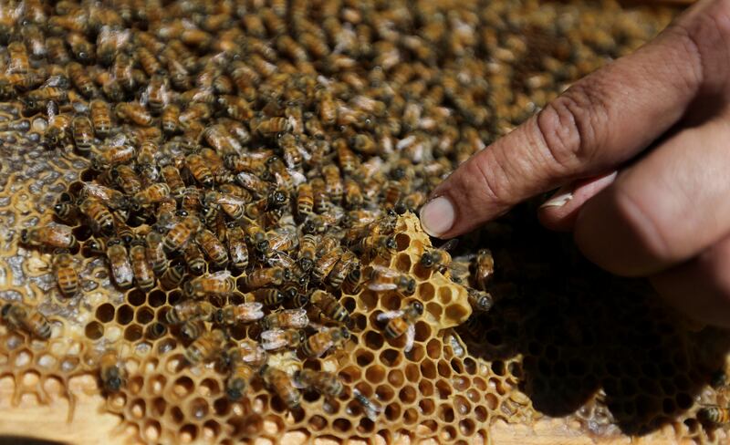 Over recent years, the number of hives has almost been halved, causing honey production to fall to 180 tonnes, from 400 tonnes a few years ago
