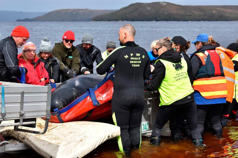 Rescuers load a whale onto a trailer in Macquarie Harbour on Tasmania's west coast. AFP
