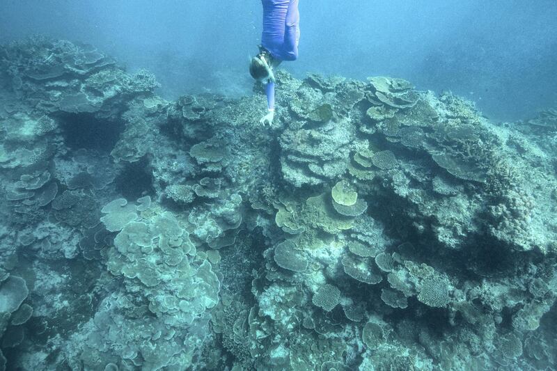 LADY ELLIOT ISLAND, AUSTRALIA - APRIL 12:  Gillian Backhouse of Australia swims to view coral during an athlete Great Barrier Reef experience on day eight of the Gold Coast 2018 Commonwealth Games at the Great Barrier Reef on April 12, 2018 on Lady Elliot Island, Australia.  (Photo by Mark Kolbe/Getty Images for Tourism Queensland)