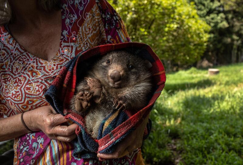 ROBERTSON, AUSTRALIA - JANUARY 29: A wildlife caregiver holds an orphaned wombat at the Native Wildlife Rescue center on January 29, 2020 in Robertson, Australia. The center has taken in many burned kangaroos and wallabies injured in recent bushfires. Wombat orphans are often rescued from the pouch of their mothers struck by vehicles. (Photo by John Moore/Getty Images)