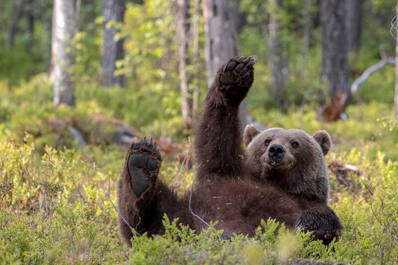 A bear in Finland. Dikla Gabriely / Comedywildlife