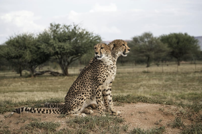 Two captive cheetahs sit on a mound in an enclosure at the Cheetah Conservation Fund in Otjiwarongo, Namibia, on February 18, 2016. The facility had offered to take in any cheetahs that were surrendered by UAE owners as part of an amnesty program. Gianluigi Guercia / AFP