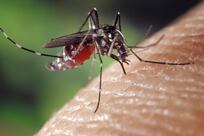 UAE dengue fever campaign eliminates more than 400 mosquito breeding sites