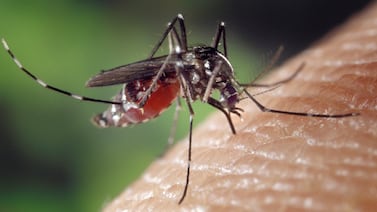 As well as being potentially dangerous, mosquito bites can be sore and uncomfortable. Photo: Pixabay
