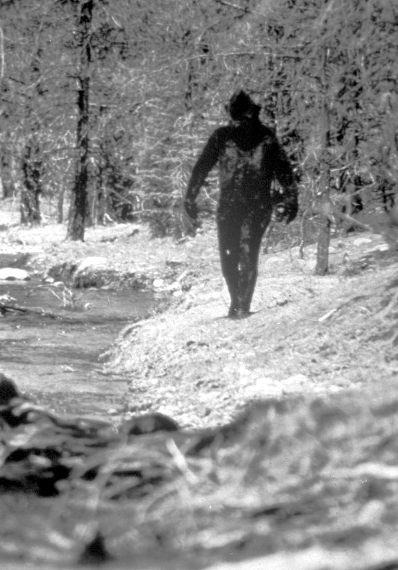 This is a 1977 still photo made from a 16mm film made by Ivan Marx reportedly showing the legendary Big Foot cavorting in the hills of northern California.  (AP Photo/File)