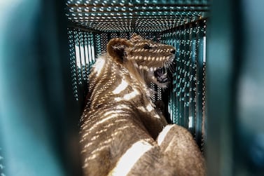 A sedated lioness is pictured in a cage at a zoo in Rafah in the southern Gaza Strip, during the evacuation from the Palestinian enclave to relocate to sanctuaries in Jordan. AFP 
