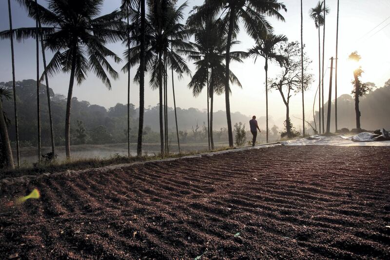 A farmer walks past dried coffee berries left out for "Dry" processing in Coorg, India,  on Sunday January 31, 2010. Photographer: Prashanth Vishwanathan/Bloomberg News