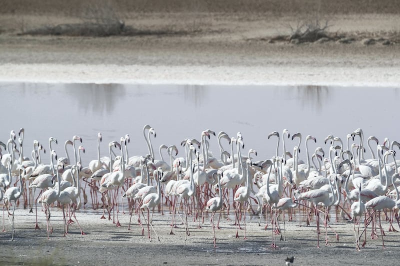 ABU DHABI, UNITED ARAB EMIRATES. 11 AUGUST 2017. The Al Wathba Wetland Reserve. The reserve is the second most successful breeding site, where 1,228 Greater Flamingos breed during the winter. For a story on the 36 Greater Flamingo key wintering and breeding sites across the UAE. (Photo: Antonie Robertson/The National) Journalist: Roberta Pennington. Section: The National.
