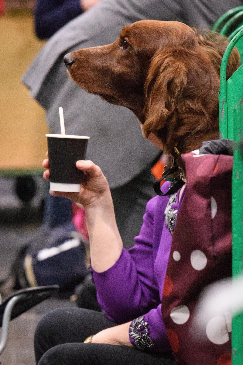 An Irish Setter appears to be enjoying a coffee break on day four of the Cruft's dog show in Birmingham, England.  Leon Neal / Getty Images