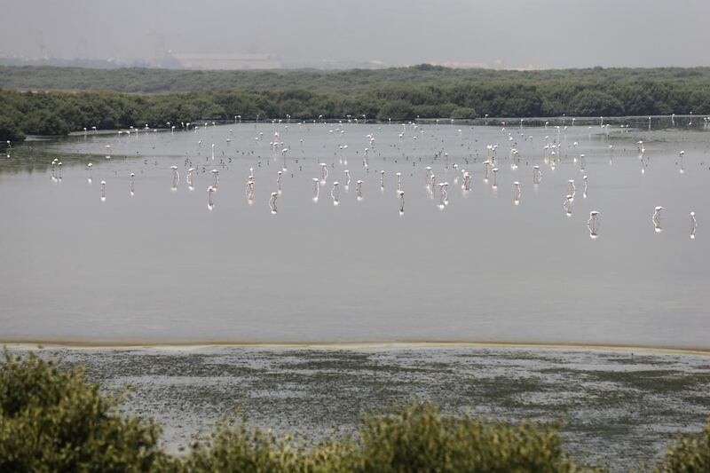 Natural mangroves will be a feature in Al Zorah’s project in Ajman. Sarah Dea / The National