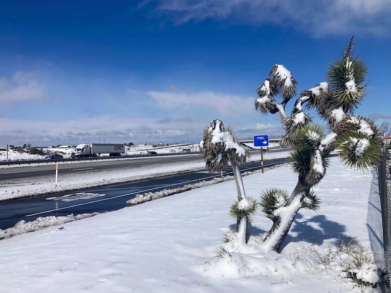 A Joshua tree is covered in snow near the Cajon Pass in Oak Hills. AP