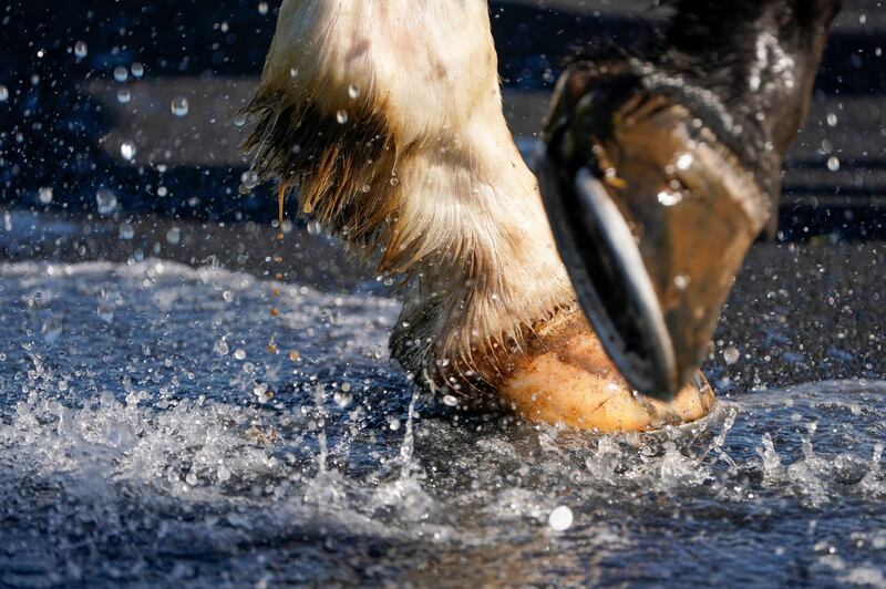A horse cools down on a warm day at Wincanton Racecourse in Somerset, UK. PA