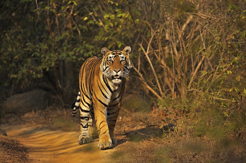 Tiger walking through the grasses in Ranthambore national park