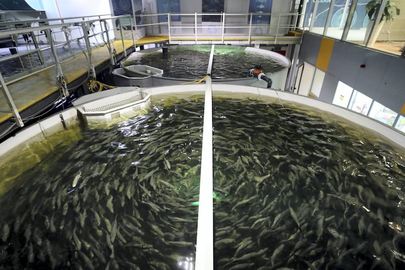 Dubai, United Arab Emirates - Reporter: Kelly Clark. News. Food. Sea Bass and Yellow Tail Kingfish area. Visit to the indoor Fish Farm in Jebel Ali. Part of Sustainability Week. An employee controls the takes from the operations room. Dubai. Tuesday, January 19th, 2021. Chris Whiteoak / The National