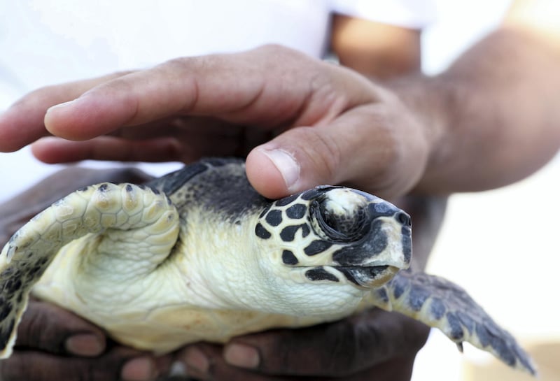 Around 30 turtles released into the sea on World Sea Turtle Day at the Jumeirah Al Naseem beach in Dubai on June 16,2021. Guest touching the turtle before the release. Pawan Singh / The National. 