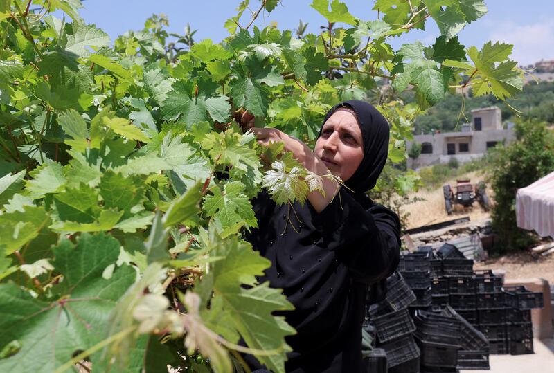 "Thank God. Agriculture makes one steadfast," says Qassem Shreim. "It’s better than sitting around doing nothing - either not earning any money or losing money. I won’t go back to my old job, I won’t move backwards. I want to continue, farming has a future. Of course, I am thinking of expanding my cultivation."