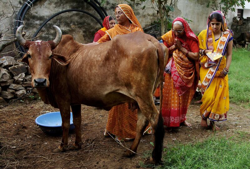 Indian women seek blessings from a cow in Ajmer. Reuters