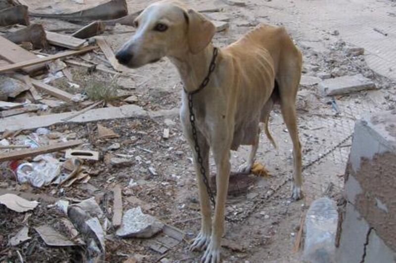 A saluki wanders around an abandoned house in the Mushrif area.

Courtesy Rina Bradley