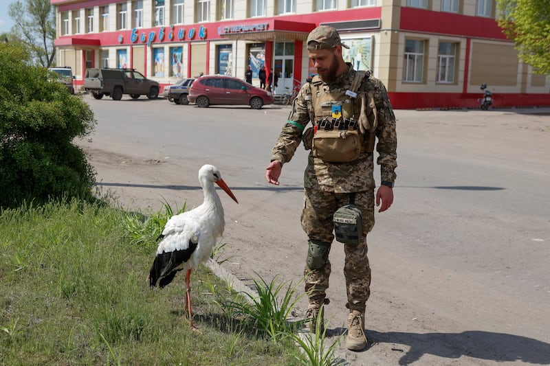 A Ukrainian soldier takes a break from the conflict and tries to pet a stork in Barvinkove, Kharkiv region. Reuters