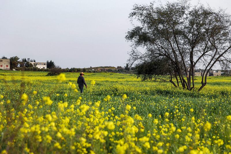 A field of wild mustard flowers in Beit Hanun in the northern Gaza strip ahead of the year's first astronomical day of spring. AFP