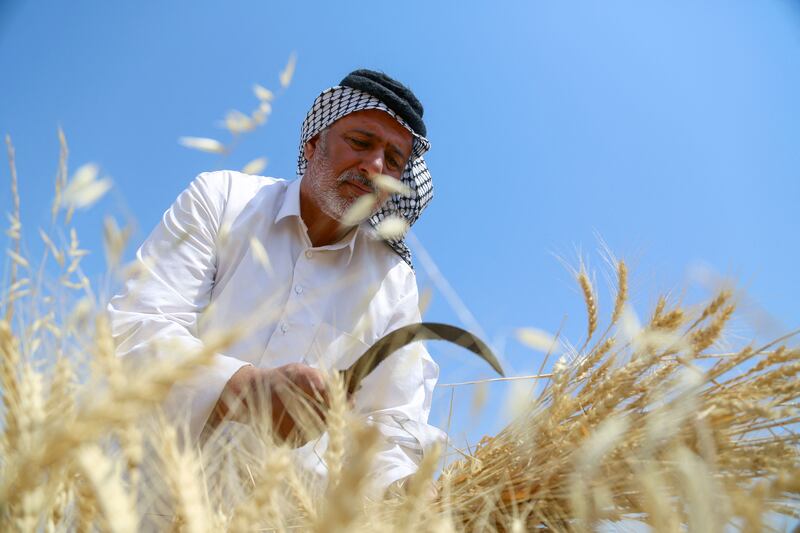 An Iraqi farmer harvests wheat in Diwaniya province in April 2022. Iraq is one of several Middle Eastern countries at risk from land degradation and worsening sandstorms. AFP