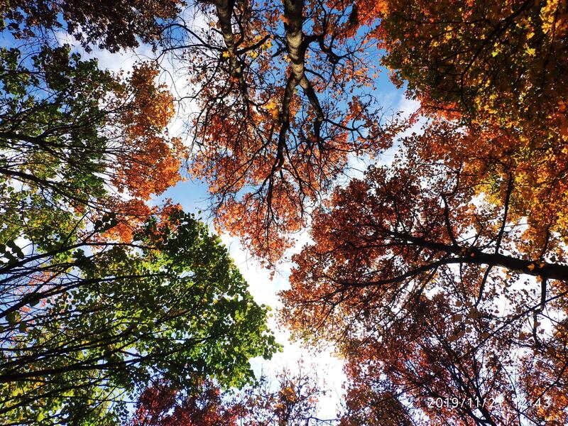 CATEGORY WINNER: Crown Shyness. Photo by Zu-Chang Xu