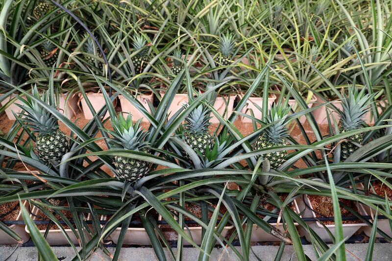 He tried a number of farming methods to find the best way to grow the tropical fruit in the UAE

