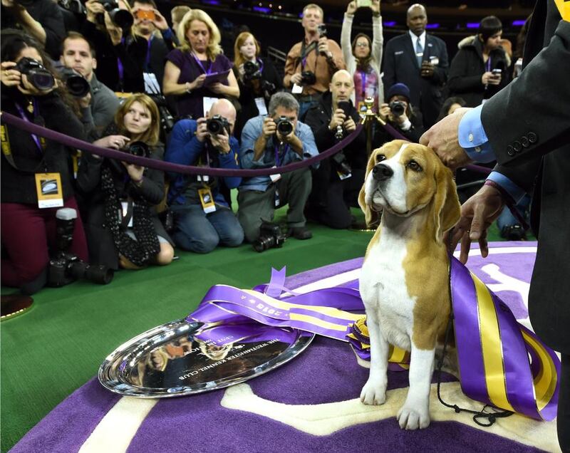 Miss P, a 15 inch Beagle with handler William Alexander, looks on after winning the best in show of the 139th Annual Westminster Kennel Club Dog Show at Madison Square Garden in New York on February 17, 2015. The Westminster Kennel Club Dog Show is a two-day, all-breed benched show that takes place at both Pier 92 & 94 and at Madison Square Garden.   imothy A Clary / AFP photo