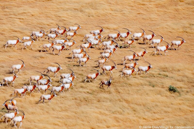 The initiative added 20 scimitar-horned oryx and 25 addax, both types of antelopes, to a growing herd in Chad in March. 
