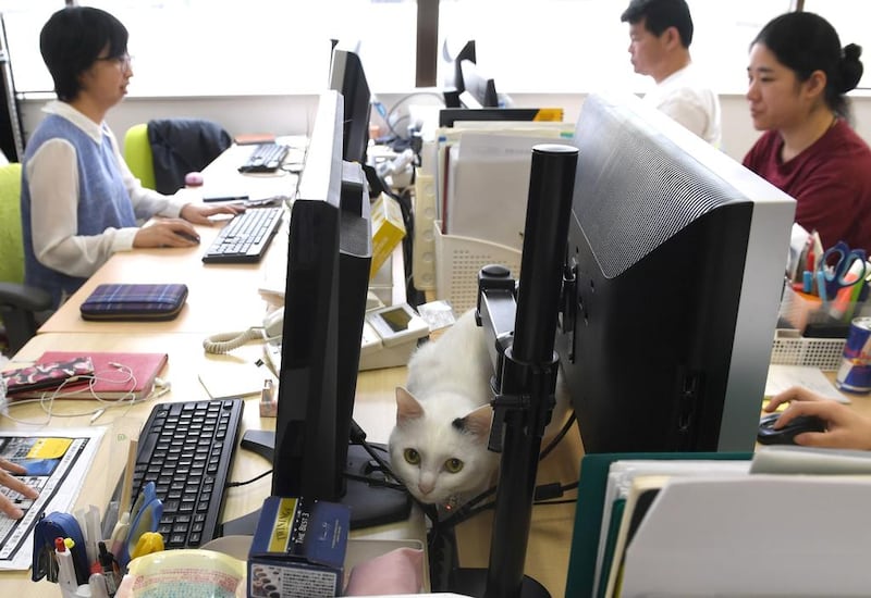 ‘Sometimes a cat will walk on a phone and cut off the call, or they shut down the computers,’ says Mr Fukuda.