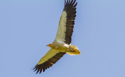 Egyptian Vulture numbers are also on the rise. Photo: Korsh Ararat