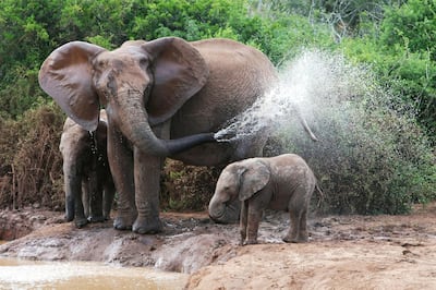 A family of elephants in Kenya. Conservation Safaris