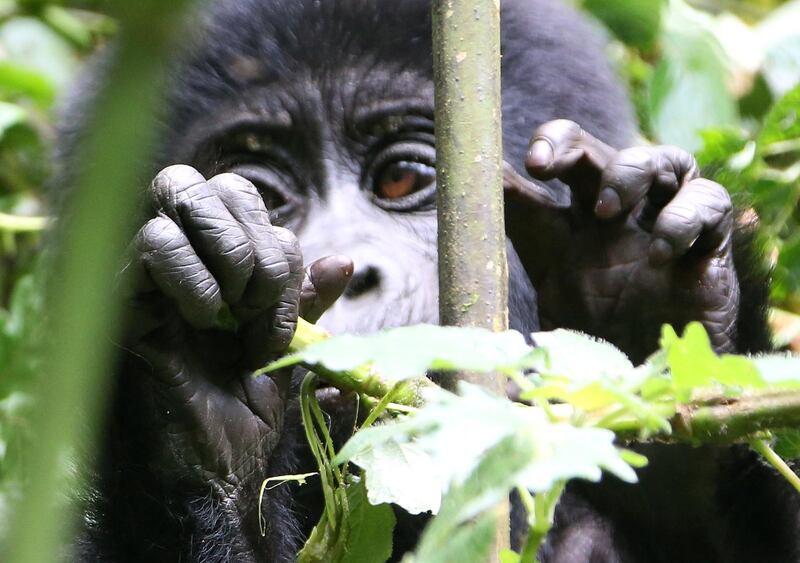 epa03429897 A young Mountain Gorilla feeding on the vegitation in the Bwindi Impenetrable National Park, Uganda, 05 October 2012. The Bwindi Impenetrable Forest Reserve was created in 1942 and later on renovated to the Bwindi Impenetrable National Park in 1992 and listed as a world Heritage site in 1994. It covers an area of 327 square kilometres and gives home to almost 50% of the world's population of the Mountain Gorillas which are estimated at less than 800 specimen.  EPA/GERNOT HENSEL *** Local Caption *** 50554501