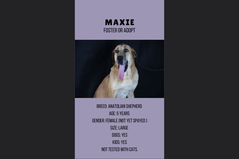 Maxie, 5, female.