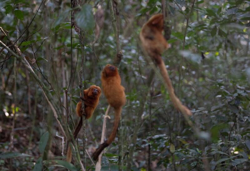 Golden Lion Tamarins hold on to trees in the Atlantic Forest region of Silva Jardim in Rio de Janeiro state, Brazil. AP Photo
