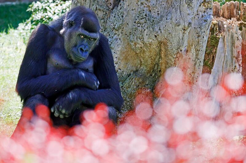 A lowland gorilla  looks around his enclosure at the zoo in Heidelberg, Germany.  EPA