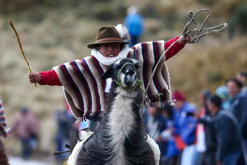 A group of llamas from the Ecuadorian Andes, divine beings in the country's indigenous worldview, carry children on their backs, in a unique competition that seems to go to the clouds  