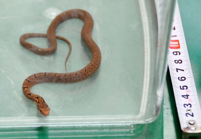 A snake trapped in a container after it was caught in bullet train in Hamamatsu, central Japan on September 26, 2016. The snake was found on a Japanese Shinkansen train wrapped around an armrest when it was spotted, forcing the train to make an unscheduled stop. Kyodo News via AP