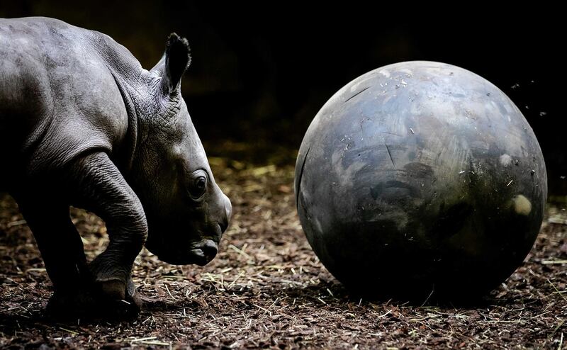 A newborn, five-day-old rhino plays in its enclosure at the Burgers Zoo in Arnhem, The Netherlands.  EPA