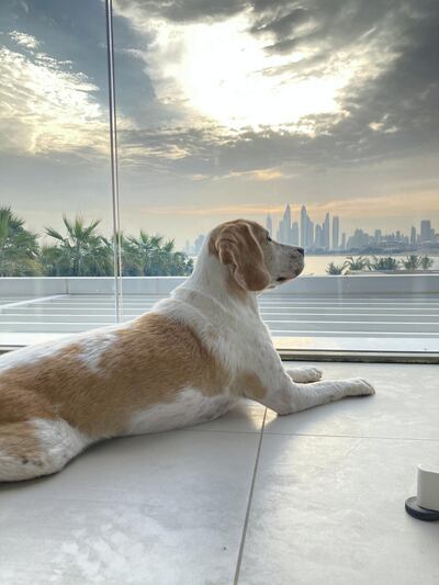 Dogs are welcome to chill in style at W Dubai – The Palm. Photo: Hayley Skirka