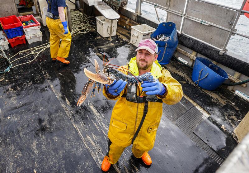 Crew member Paul Laity poses with a lobster on the 'Harvester II' trawler, off coast of Falmouth, Cornwall, England. Due to export issues since the UK left the EU, the trawler's owners now sell their catch to local markets. Getty Images