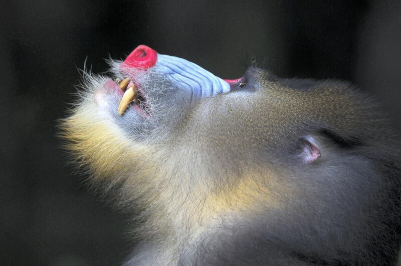 The Alpha by Mogens Trolle. Of all the different primate species Mogens has photographed, the mandrill has proved the most difficult to reach. This made the experience of sitting next to this impressive alpha, as he observed his troop above, even more special. Mogens used a flash to enhance the vivid colours and textures against the dark forest background. Courtesy Natural History Museum 