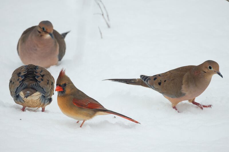 Birds search for food in the snow. Reuters
